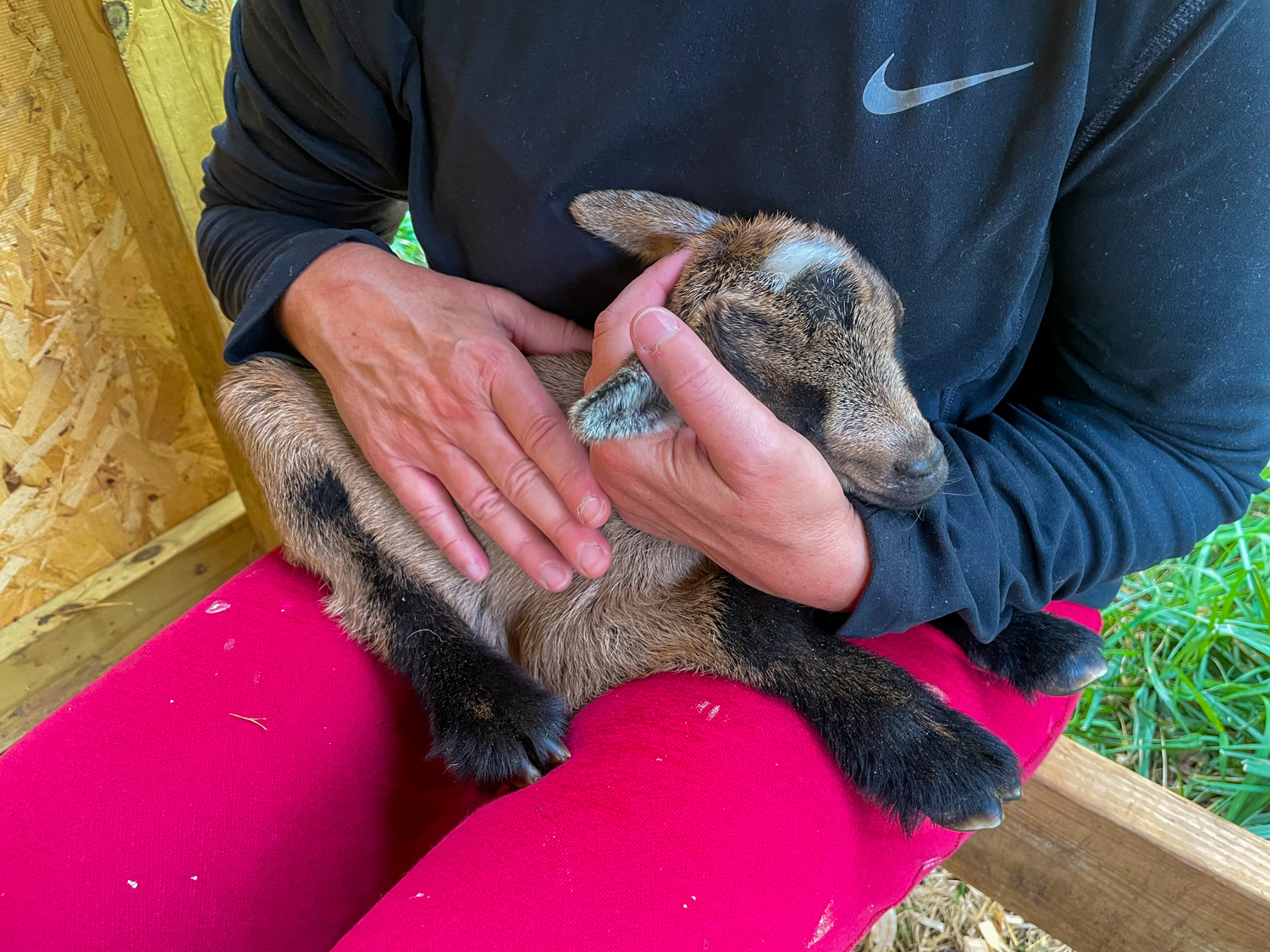 Baby Goat