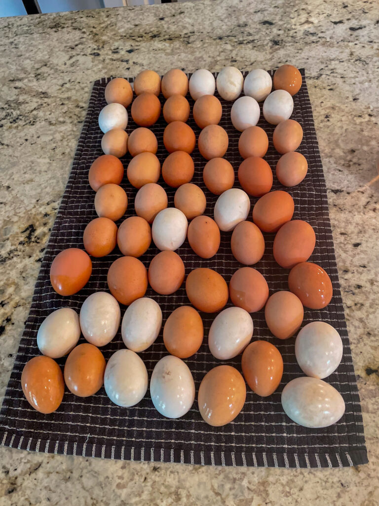 Farm fresh eggs.