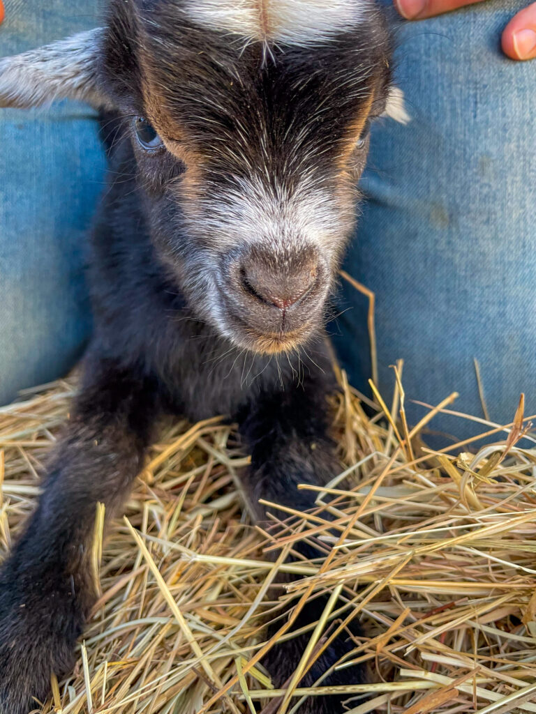 Baby goat.