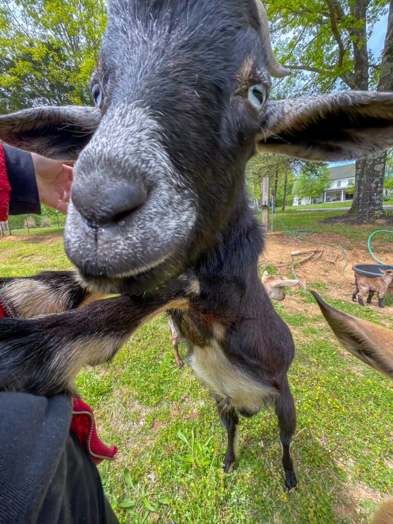 Baby goat.