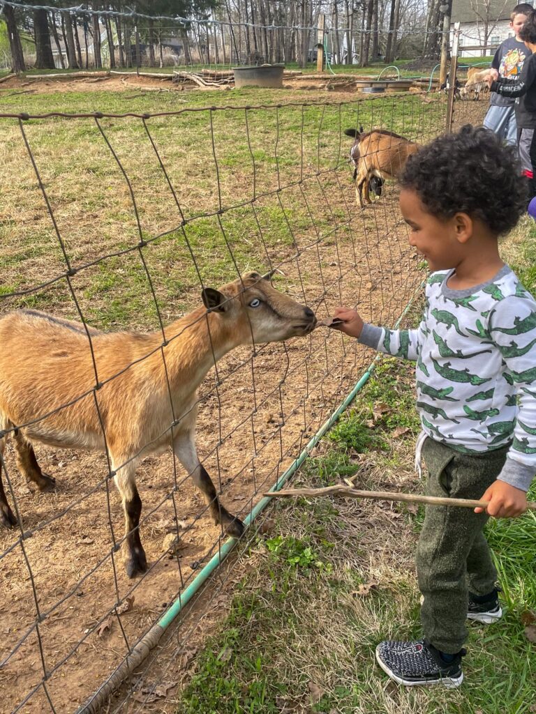 Jamie's grandson with a baby goat.