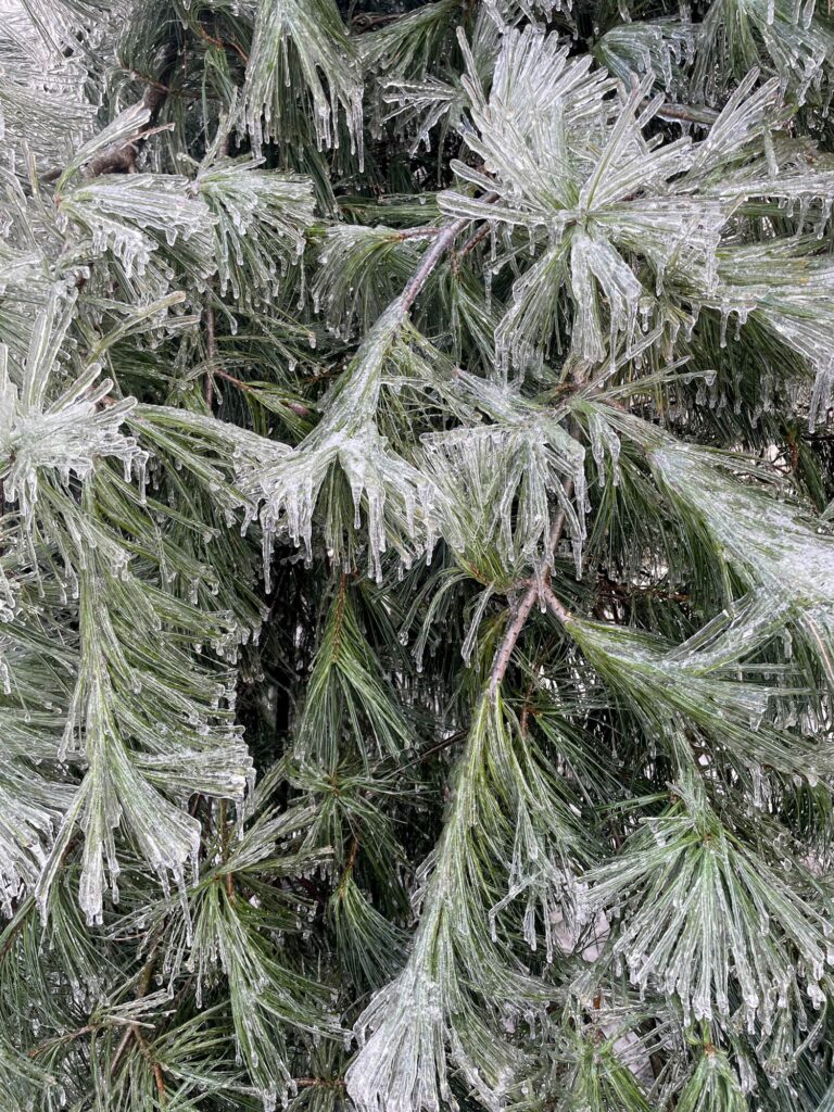 WINTER STORM NASHVILLE 1