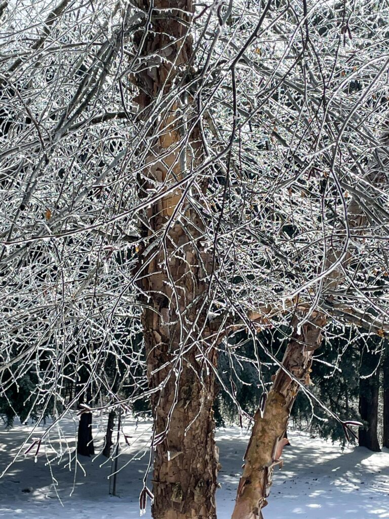 WINTER STORM NASHVILLE 5